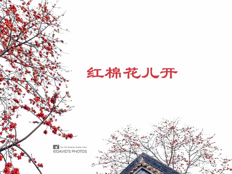 红棉花儿开
